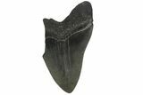 Partial, Fossil Megalodon Tooth - South Carolina #158910-1